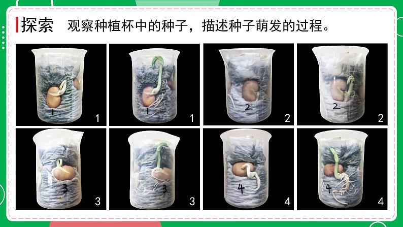 新教科版四下科学 1.3 种子长出了根 课件PPT+视频素材04