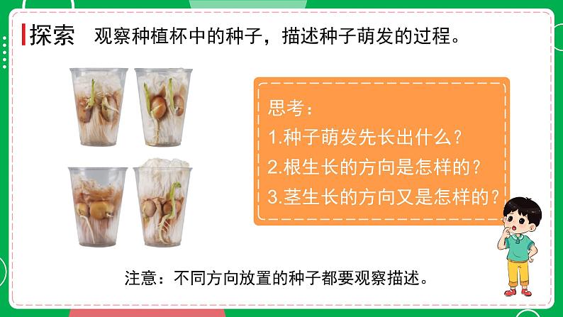 新教科版四下科学 1.3 种子长出了根 课件PPT+视频素材05