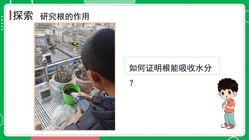 新教科版四下科学 1.3 种子长出了根 课件PPT+视频素材07