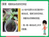 新教科版四下科学 1.4 茎和叶 课件PPT+视频素材