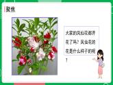 新教科版四下科學 1.5 鳳仙花開花了 課件PPT+視頻素材