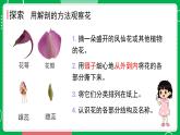 新教科版四下科學 1.5 鳳仙花開花了 課件PPT+視頻素材