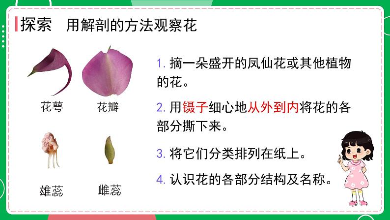 新教科版四下科学 1.5 凤仙花开花了 课件PPT+视频素材04