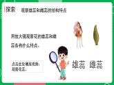 新教科版四下科學 1.5 鳳仙花開花了 課件PPT+視頻素材