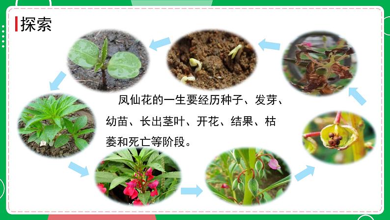 新教科版四下科学 1.8 凤仙花的一生 课件PPT+视频素材05