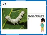 新教科版科学三下 2.2 认识其他动物的卵 课件PPT+视频素材