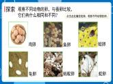 新教科版科学三下 2.2 认识其他动物的卵 课件PPT+视频素材