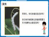 新教科版科學三下 2.3 蠶長大了 課件PPT+視頻素材