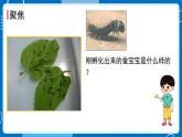 新教科版科學三下 2.3 蠶長大了 課件PPT+視頻素材