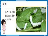 新教科版科學三下 2.3 蠶長大了 課件PPT+視頻素材