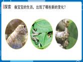 新教科版科學三下 2.3 蠶長大了 課件PPT+視頻素材