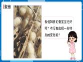 新教科版科學(xué)三下 2.4 蠶變了新模樣 課件PPT+視頻素材