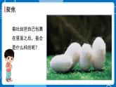 新教科版科學(xué)三下 2.4 蠶變了新模樣 課件PPT+視頻素材