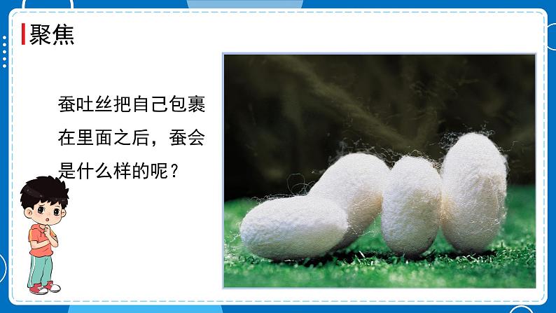 新教科版科学三下 2.4 蚕变了新模样 课件PPT+视频素材03