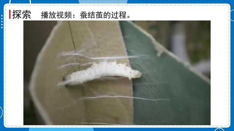 新教科版科学三下 2.4 蚕变了新模样 课件PPT+视频素材05