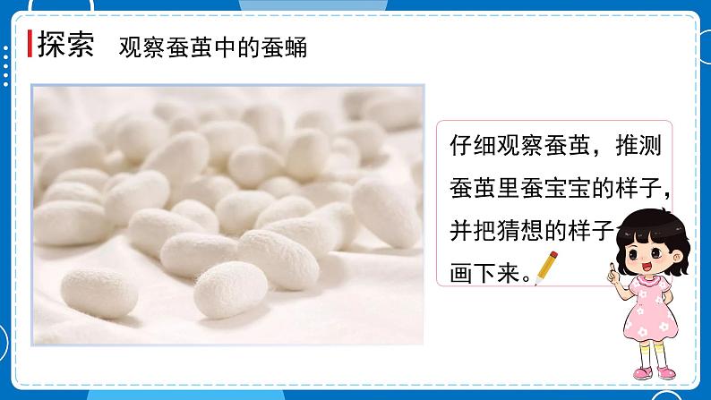 新教科版科学三下 2.4 蚕变了新模样 课件PPT+视频素材07