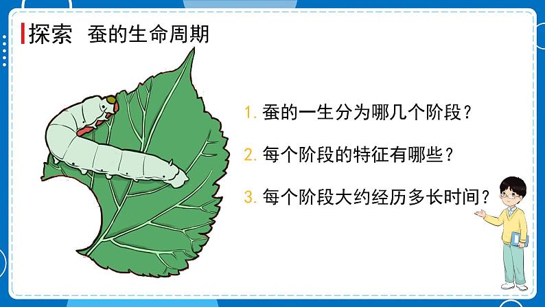 新教科版科学三下 2.6 蚕的一生 课件PPT+视频素材05