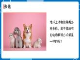 新教科版科學(xué)三下 2.7 動物的繁殖 課件PPT+視頻素材
