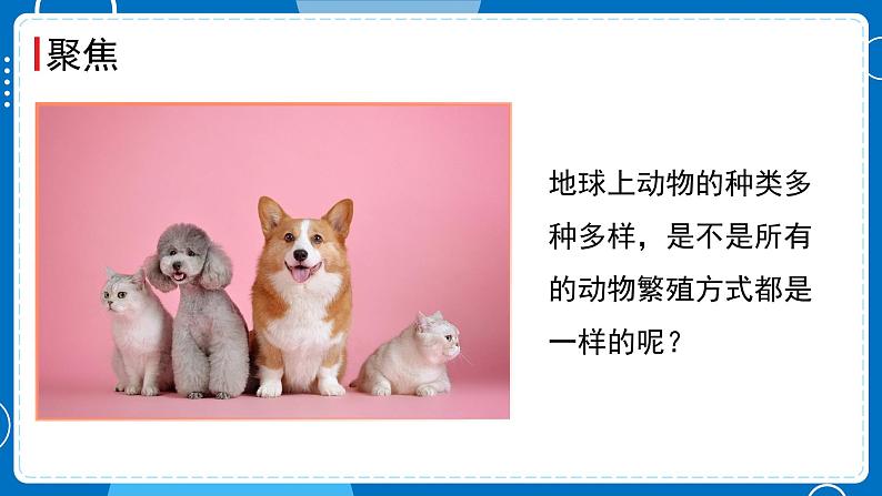 新教科版科学三下 2.7 动物的繁殖 课件PPT+视频素材02