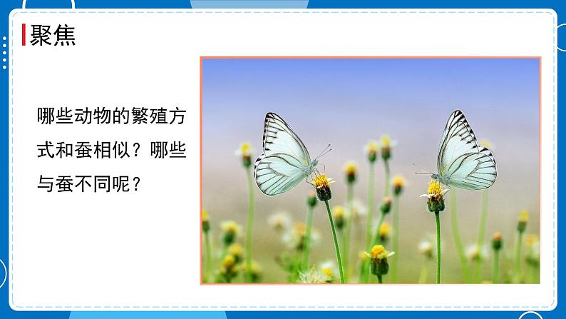 新教科版科学三下 2.7 动物的繁殖 课件PPT+视频素材03