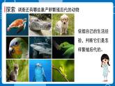 新教科版科學(xué)三下 2.7 動物的繁殖 課件PPT+視頻素材