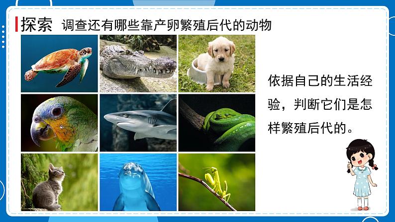 新教科版科学三下 2.7 动物的繁殖 课件PPT+视频素材04