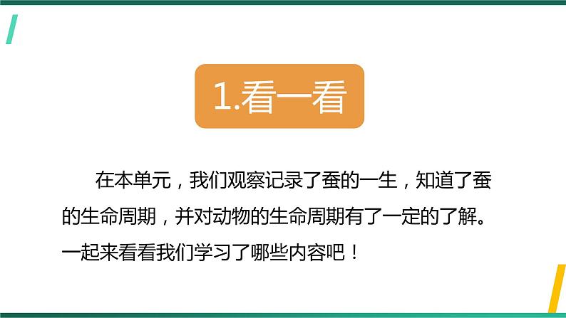 新教科版科学三下 第二单元《动物的一生》单元复习课件PPT第3页