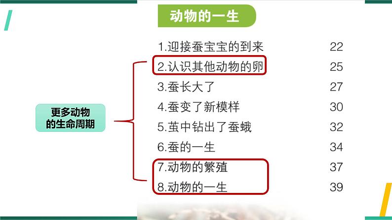 新教科版科学三下 第二单元《动物的一生》单元复习课件PPT第5页