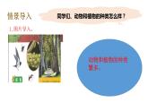 教科版(2017秋）六年級(jí)科學(xué)下冊(cè)2.1校園生物大搜索（課件36張ppt+素材)