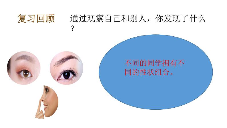 教科版(2017秋）六年级科学下册2.6古代生物的多样性（课件42张ppt+素材)05