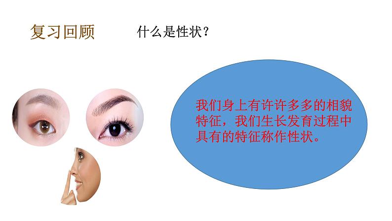 教科版(2017秋）六年级科学下册2.6古代生物的多样性（课件42张ppt+素材)06