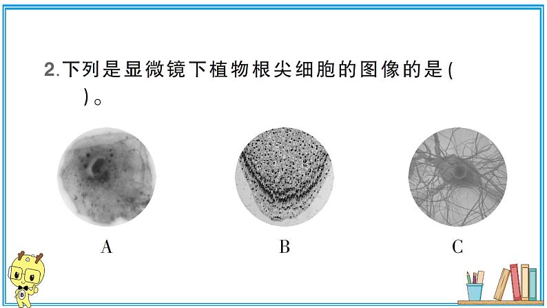 教科版 科学六年级上册  第一单元 第5课 观察更多的生物细胞  习题课件07