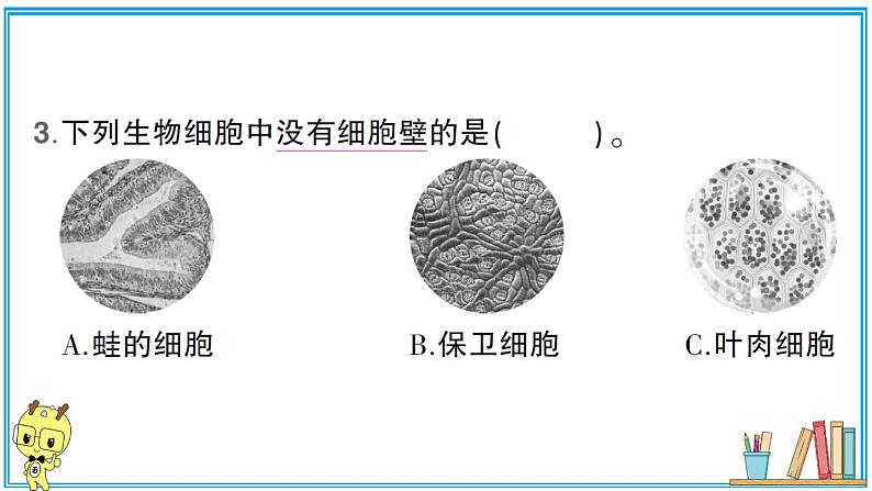 教科版 科学六年级上册  第一单元 第5课 观察更多的生物细胞  习题课件08