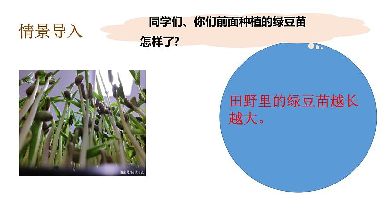 教科版（2017秋）五年级下册科学1.6食物链与食物网 PPT课件+素材08