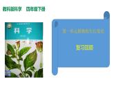 教科版(2017秋）四年級(jí)科學(xué)下冊(cè)第一單元植物的生長變化 復(fù)習(xí)（課件31張ppt）