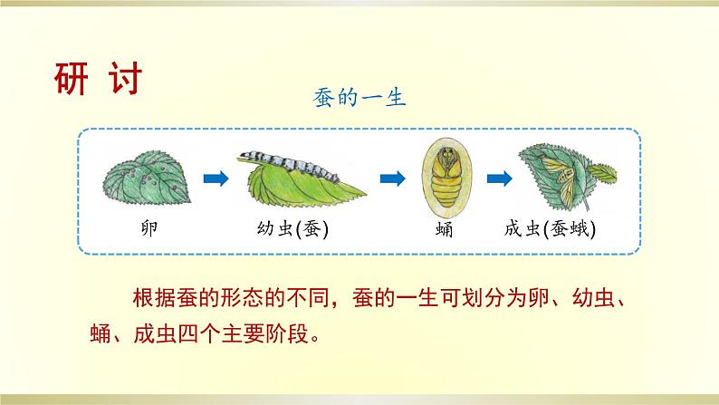 小学科学教科版三年级下册第二单元第6课《蚕的一生》课件8（2020新版）05