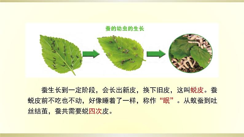 小学科学教科版三年级下册第二单元第3课《蚕长大了》课件8（2020新版）03