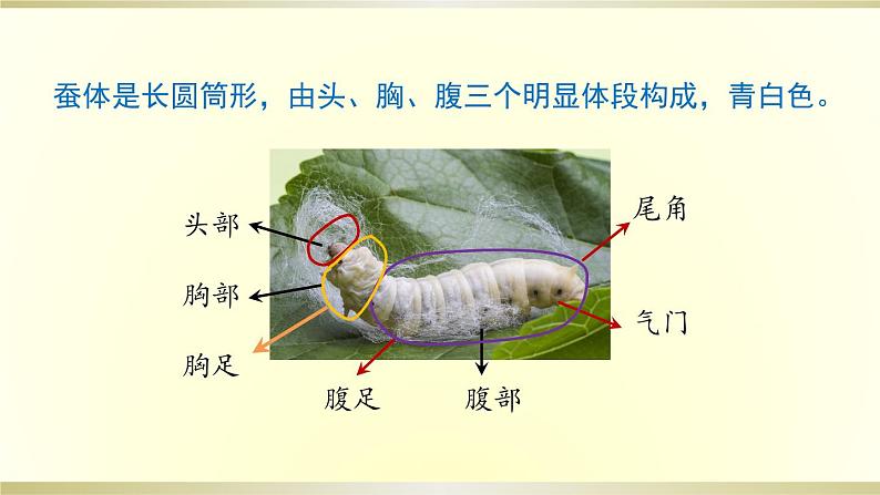小学科学教科版三年级下册第二单元第3课《蚕长大了》课件8（2020新版）04
