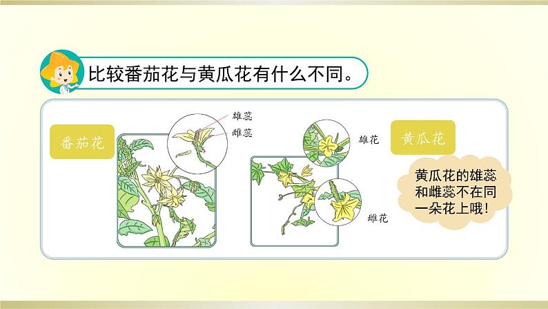 小学科学苏教版三年级下册第3课《植物开花了》课件8（2020新版）第2页