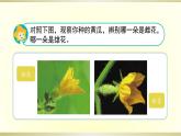 小學(xué)科學(xué)蘇教版三年級(jí)下冊(cè)第3課《植物開花了》課件8（2020新版）