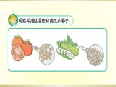 小學(xué)科學(xué)蘇教版三年級(jí)下冊(cè)第1課《種子發(fā)芽了》課件8（2020新版）