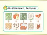 小學(xué)科學(xué)蘇教版三年級(jí)下冊(cè)第1課《種子發(fā)芽了》課件8（2020新版）