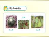 小學(xué)科學(xué)蘇教版三年級(jí)下冊(cè)第6課《沙漠中的植物》課件8（2020新版）