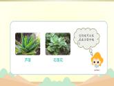 小學(xué)科學(xué)蘇教版三年級(jí)下冊(cè)第6課《沙漠中的植物》課件8（2020新版）