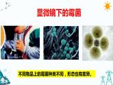 1.3 发霉与防霉课件