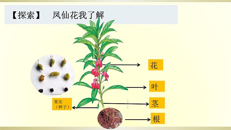 小学科学教科版四年级下册第一单元第8课《凤仙花的一生》课件6（2021新版）第5页