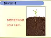 小学科学教科版四年级下册第一单元第3课《种子长出了根》课件6（2021新版）.pptx