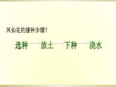 小学科学教科版四年级下册第一单元第2课《种植凤仙花》课件6（2021新版）