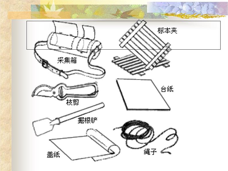 人教版小学四年级科学上册2.2制作植物标本课件第5页