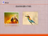 《多样的生物》PPT